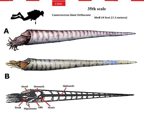 largest cephalopod fossil ever.